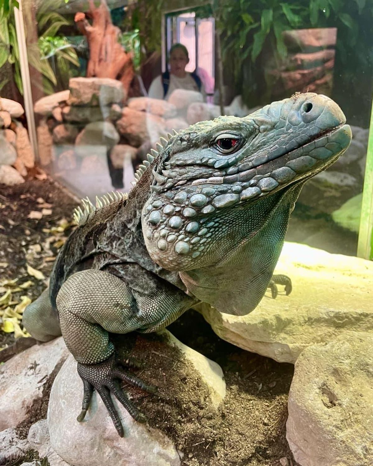 Visit the Reptile House. CultureMap Dallas