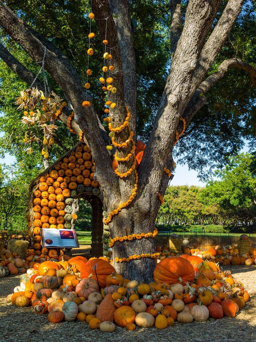 A fall mustsee Chihuly glass and pumpkin patch at the Dallas