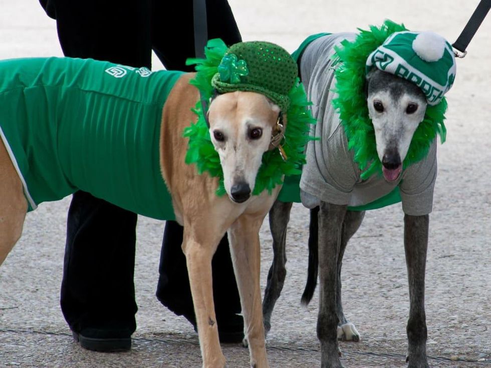 Irish Dogs at North Texas Irish Festival