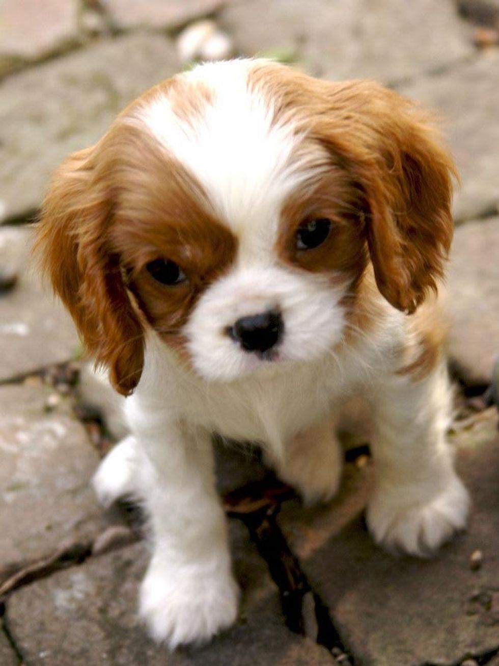 isabella national puppy day