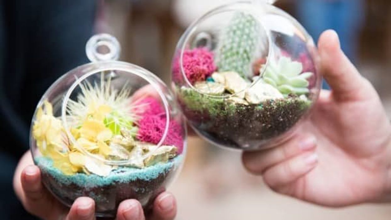 Jade & Clover mini terrariums