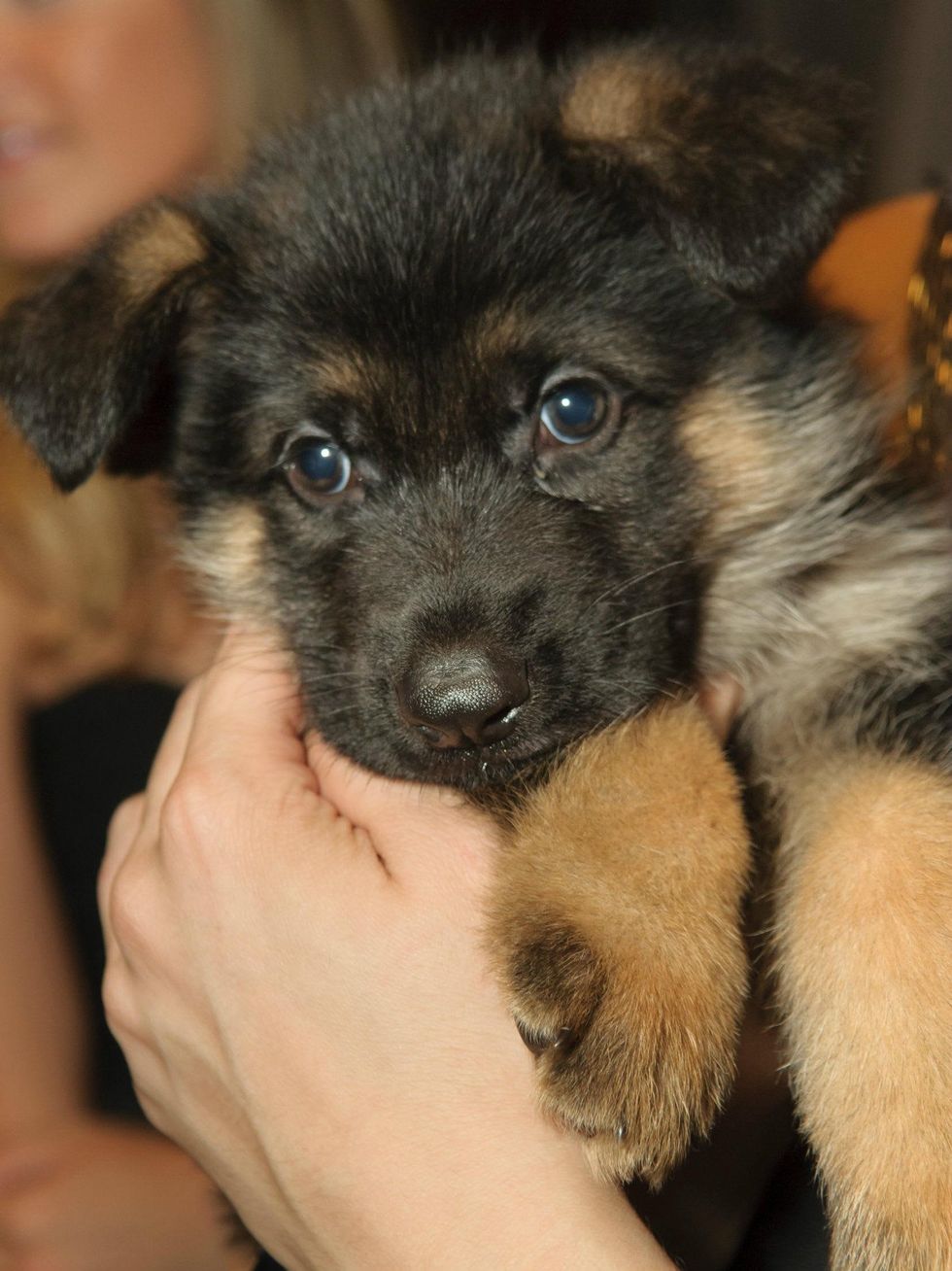 Jasper, 2014 Fur Ball