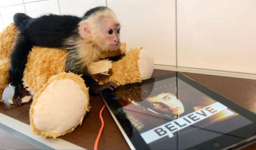 Justin Bieber's pet monkey, Mally