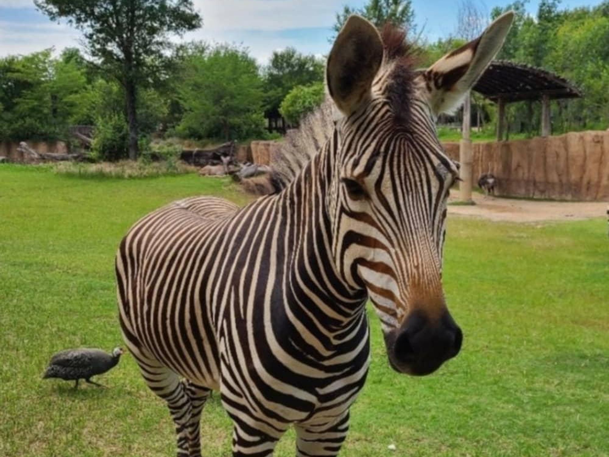 Keeya zebra