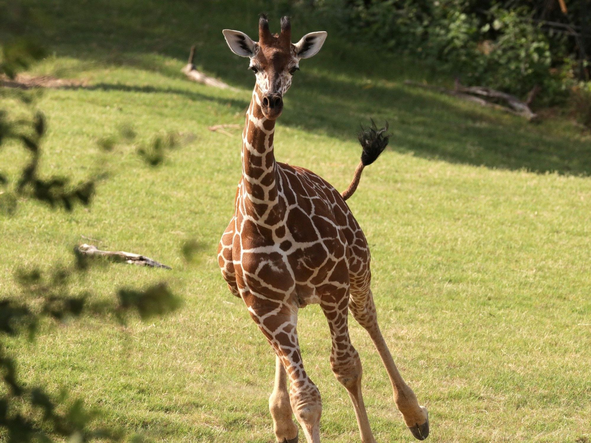 Kendi giraffe