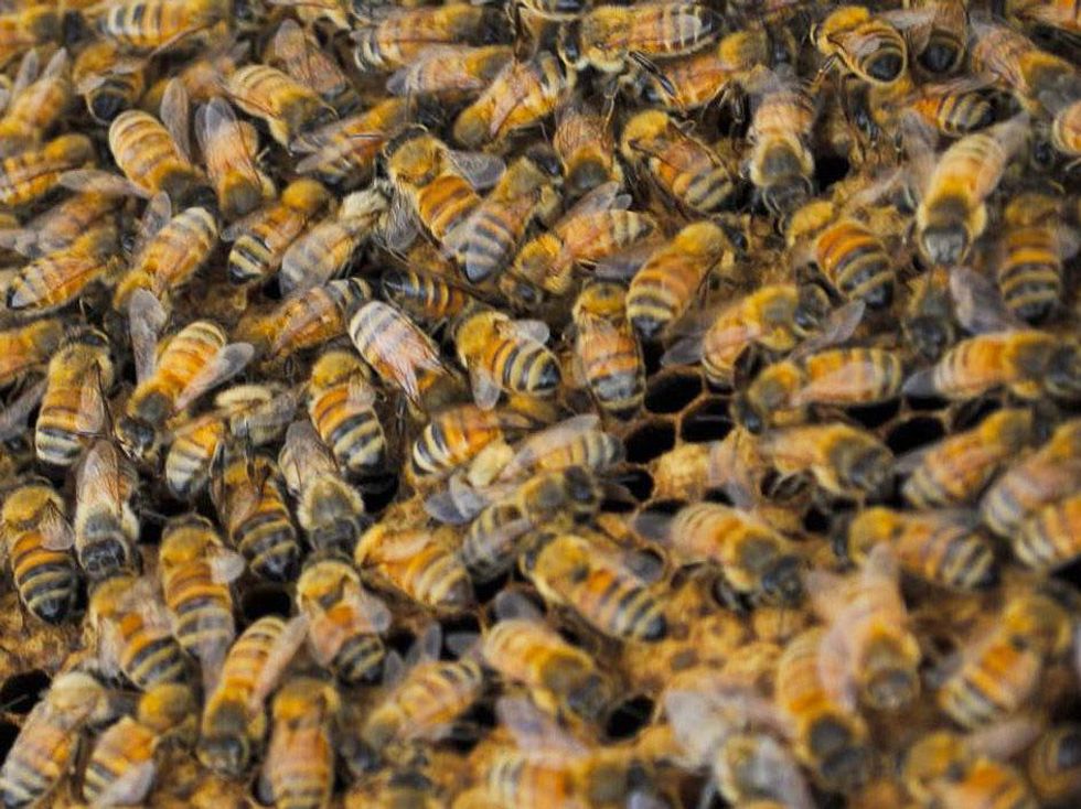 Killer Bees Africanized bees nest