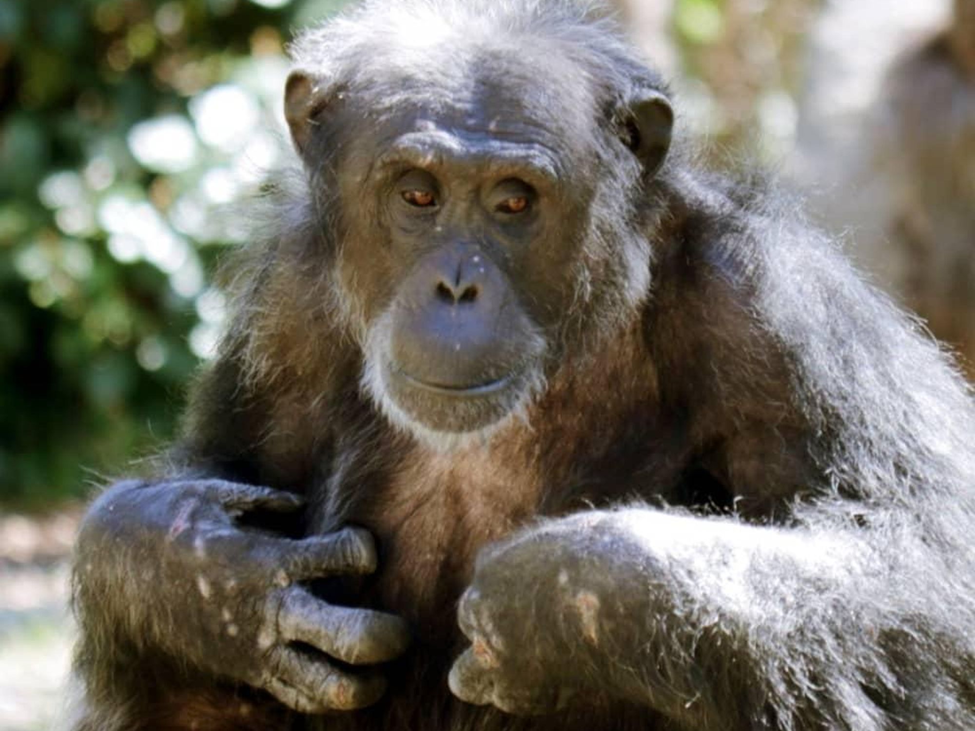 Kirk chimpanzee