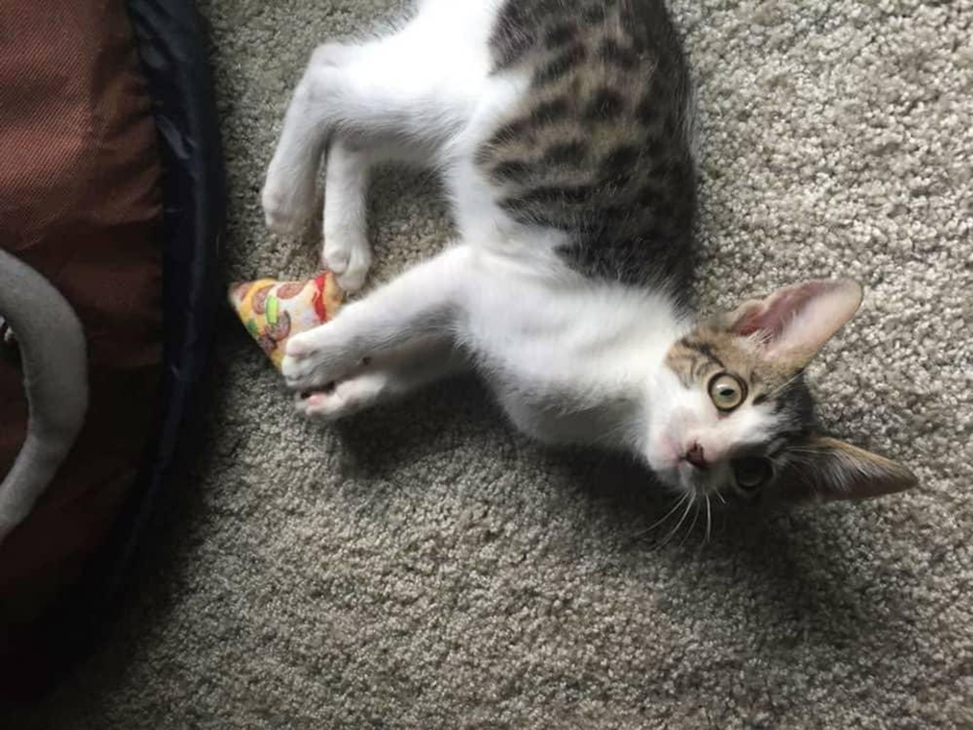 Kitten Mazie's Mission