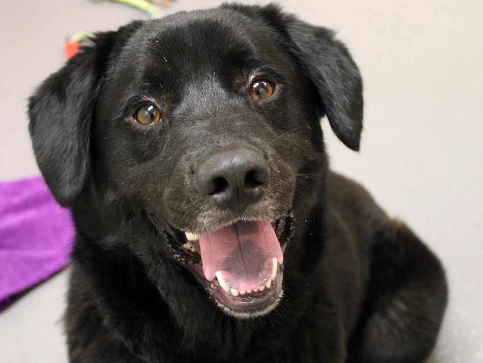 Labrador mix Shadow