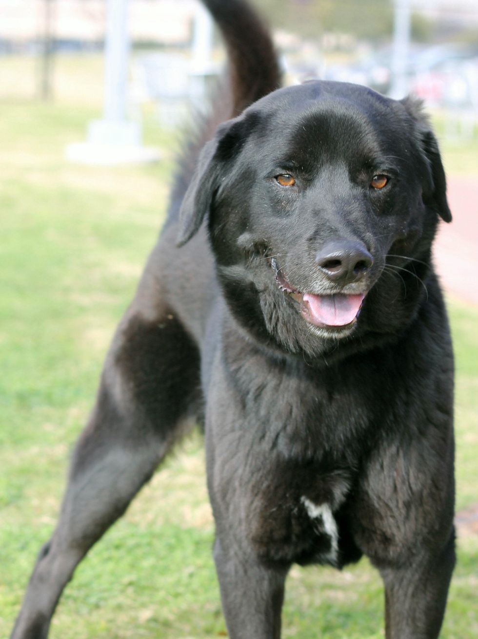 Labrador mix Shadow