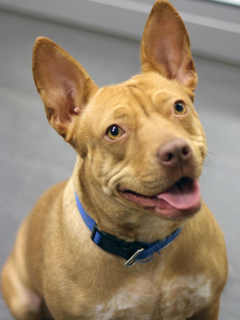 Libbi pit bull mix at SPCA