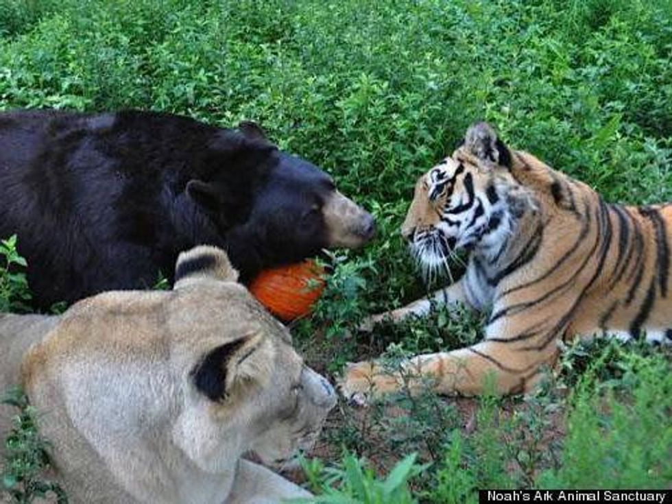 Lion, Tiger and Bear