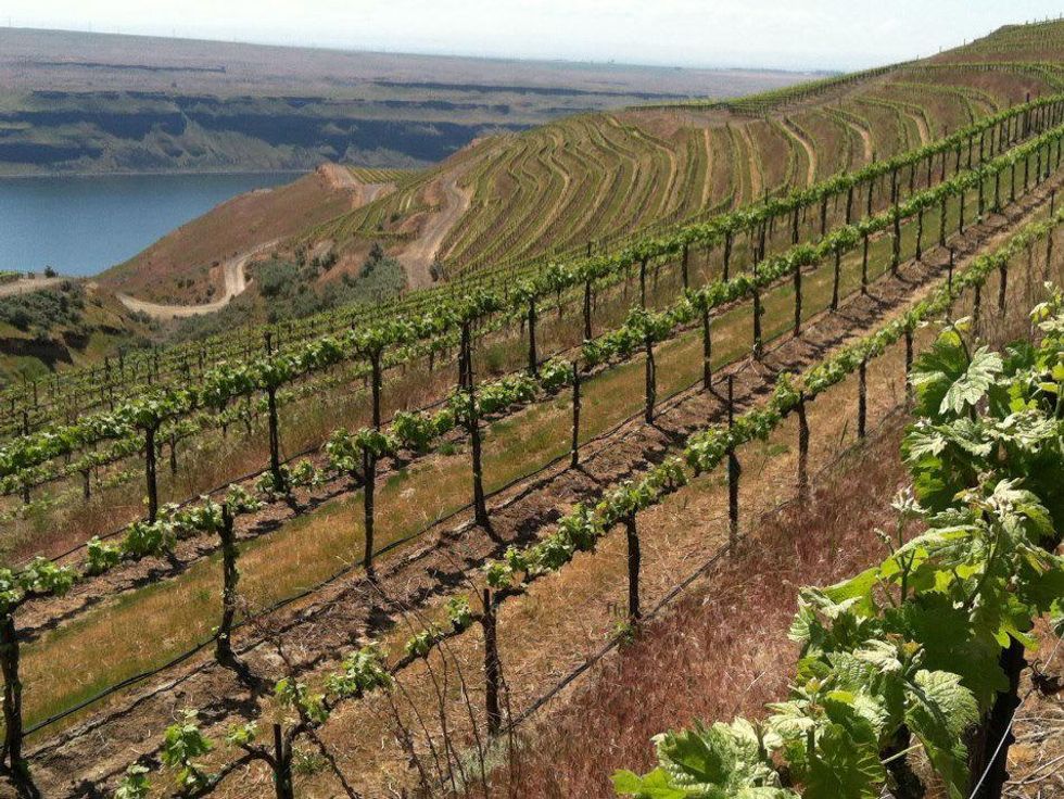 Long Shadows Vintners