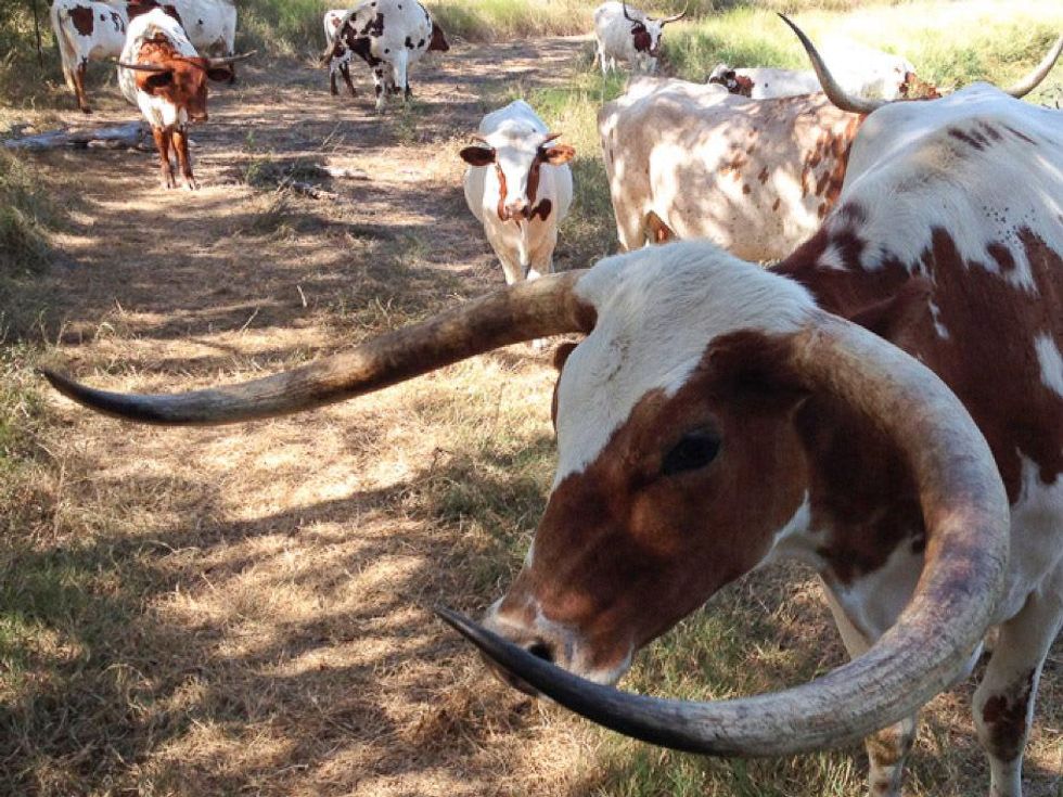Longhorn Beef Co. longhorns cattle grass fed