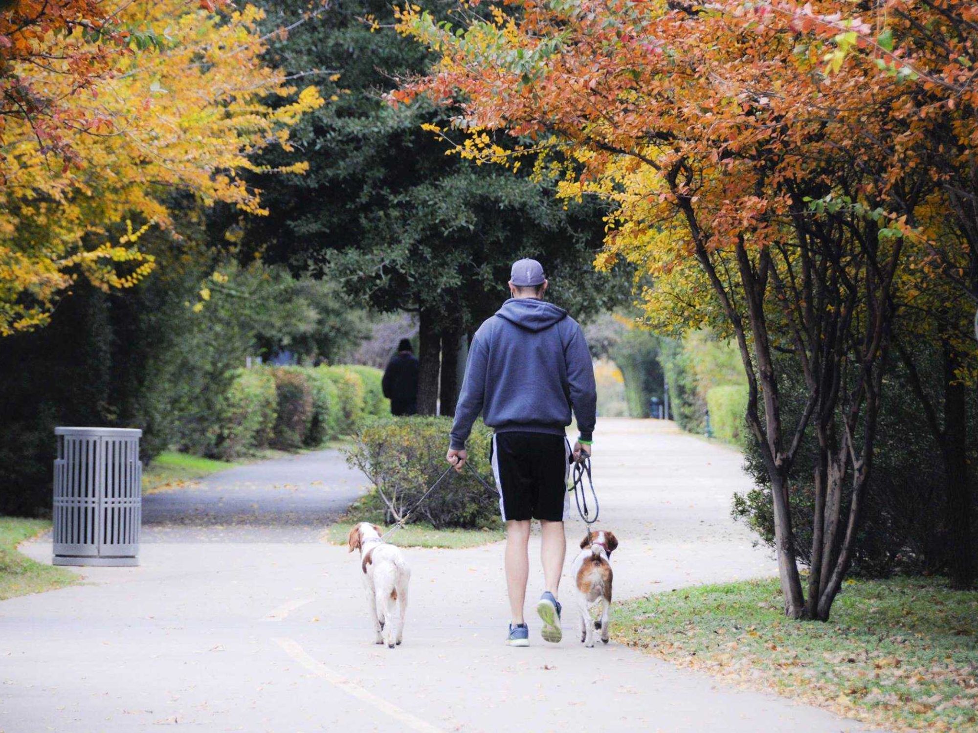 Man walking dogs on Katy Trail