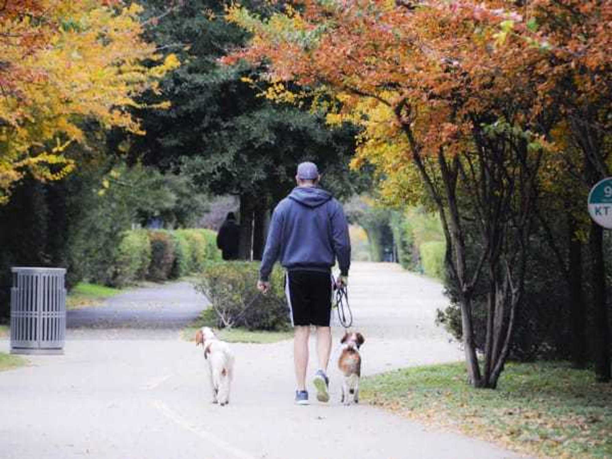 Man walking dogs on Katy Trail
