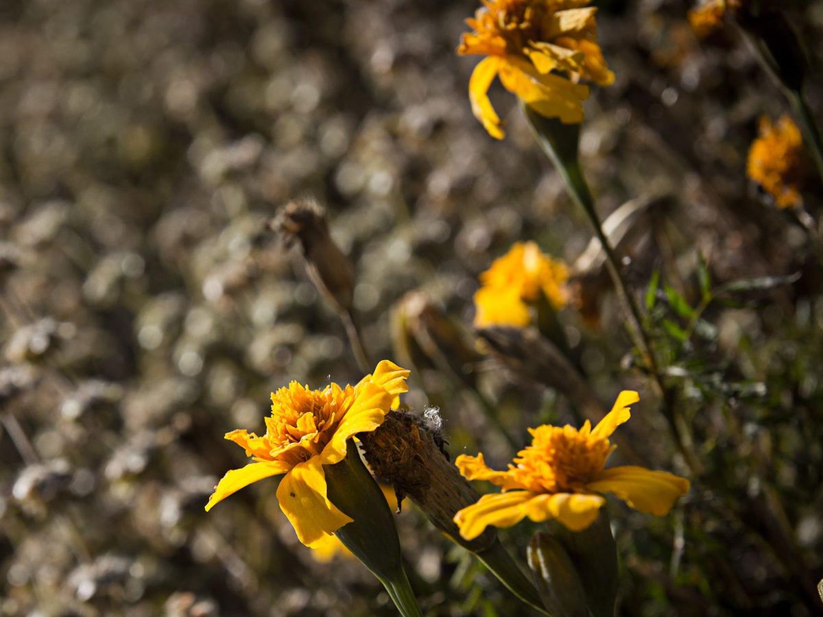 Marigolds still hanging on after a freeze in a Texas garden
