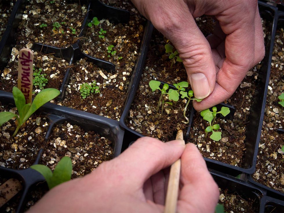 Texas farmer nurtures seedlings to create foundation for new garden ...