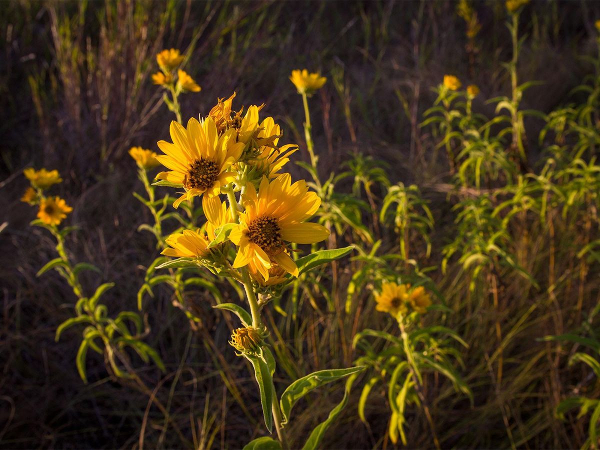 Maxmilian sunflowers bloom from late summer to early fall when little else does. CultureMap Dallas