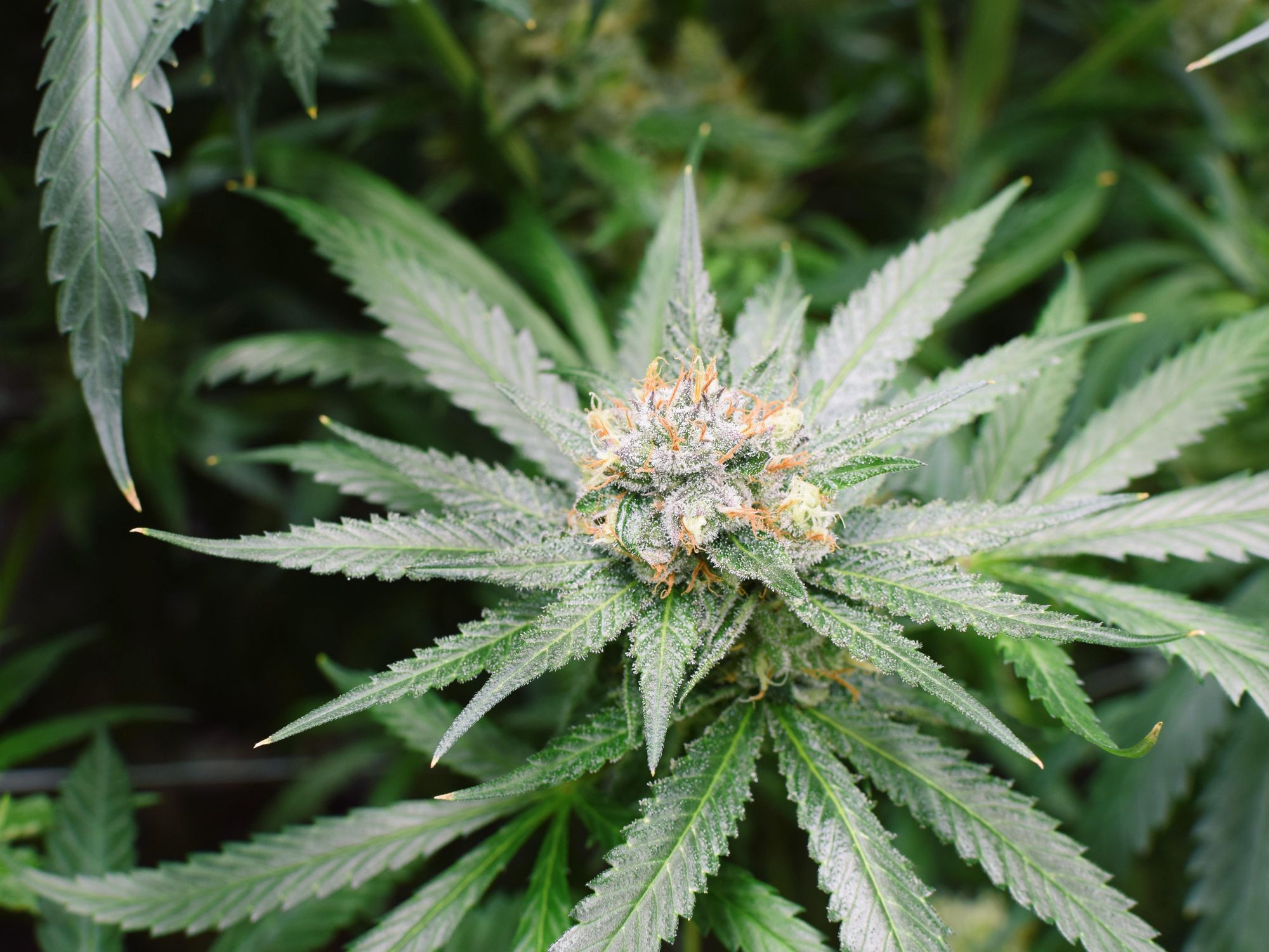 Medical cannabis plant