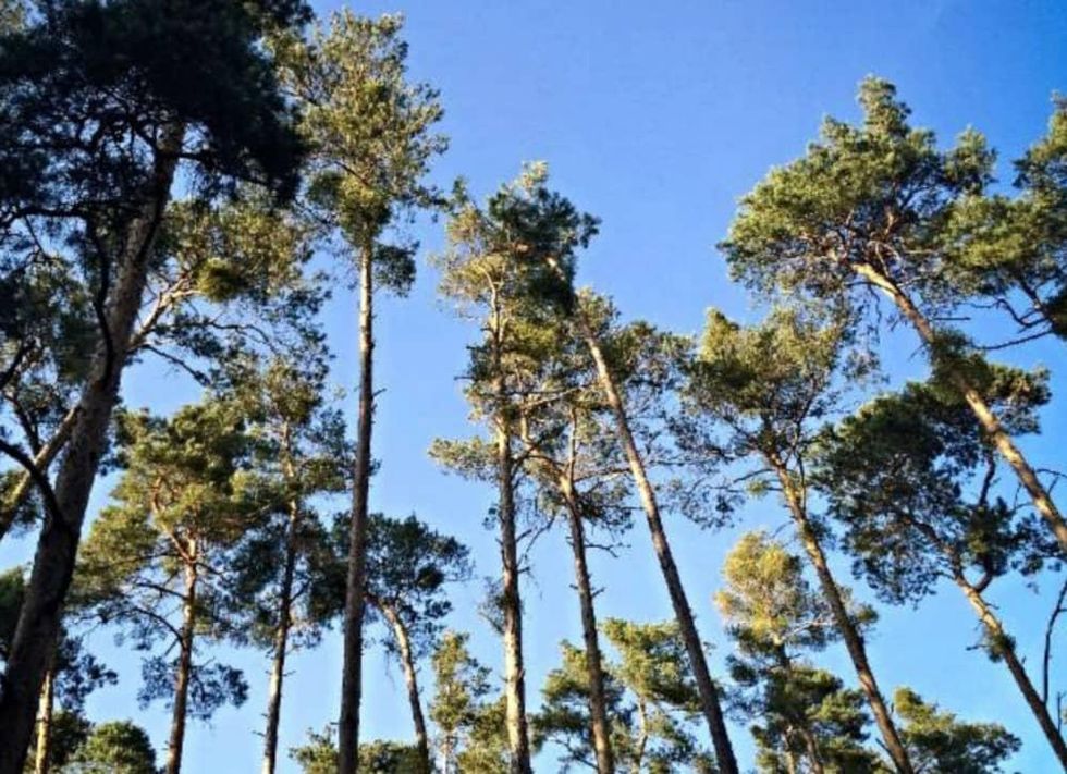 Memorial Park 101: Tree Talk nature