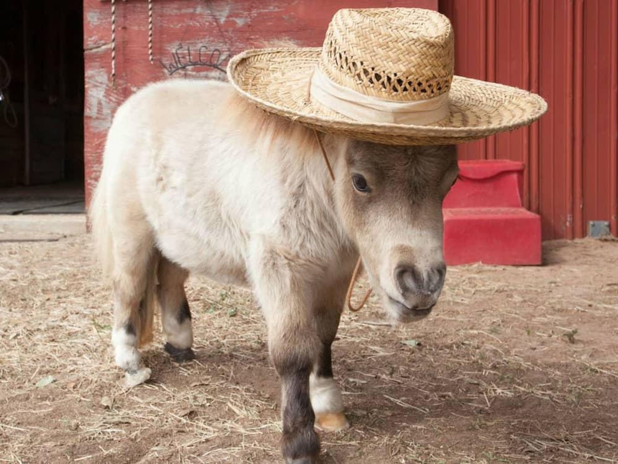Miniature horse