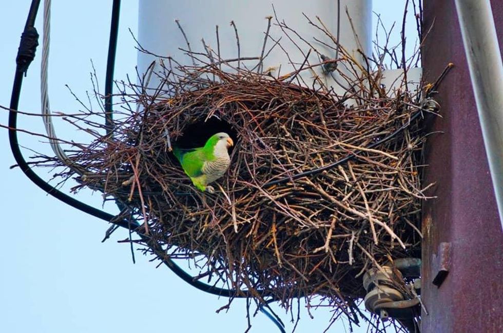 Monk Parakeet UT Intramural fields hyde park