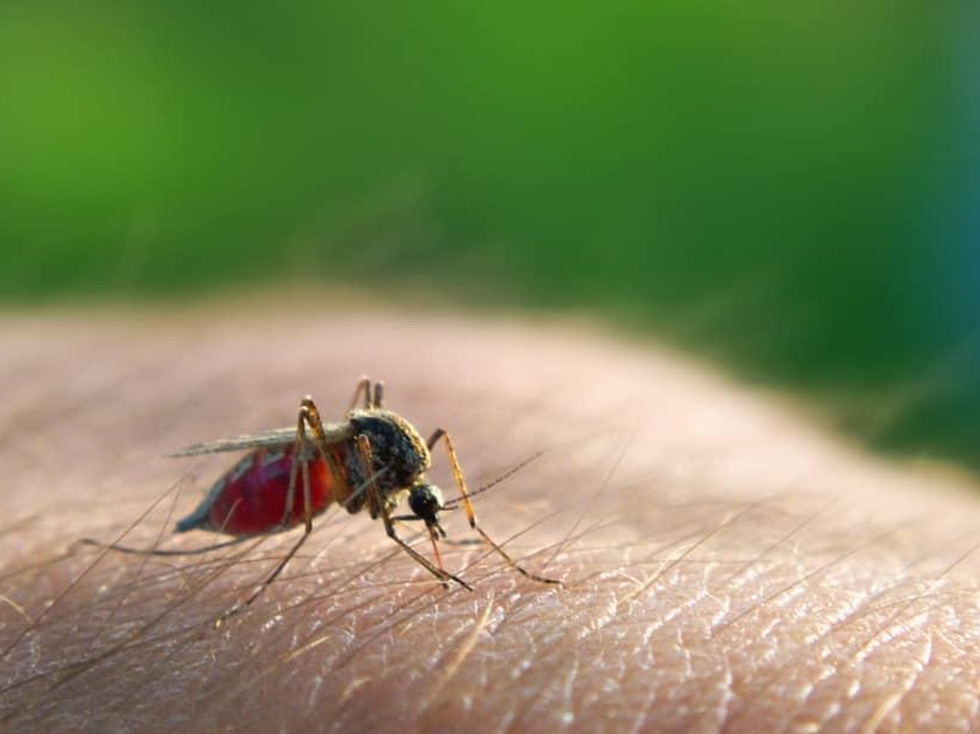 mosquito west nile virus