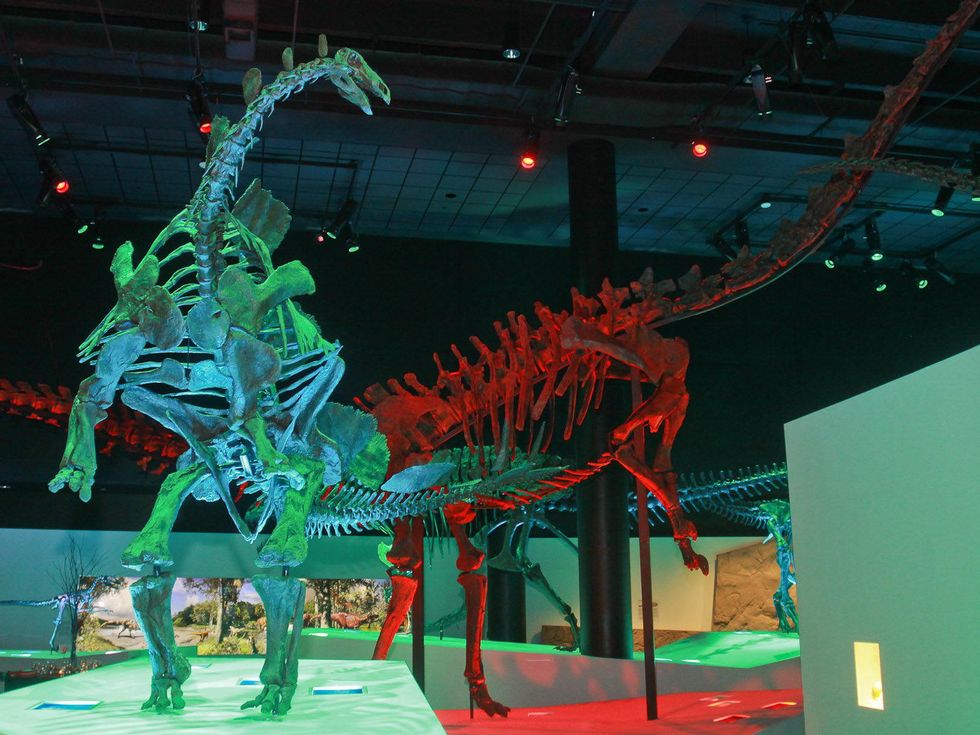 Museum of Natural Science gala, March 2013, dinosaurs, skeletons