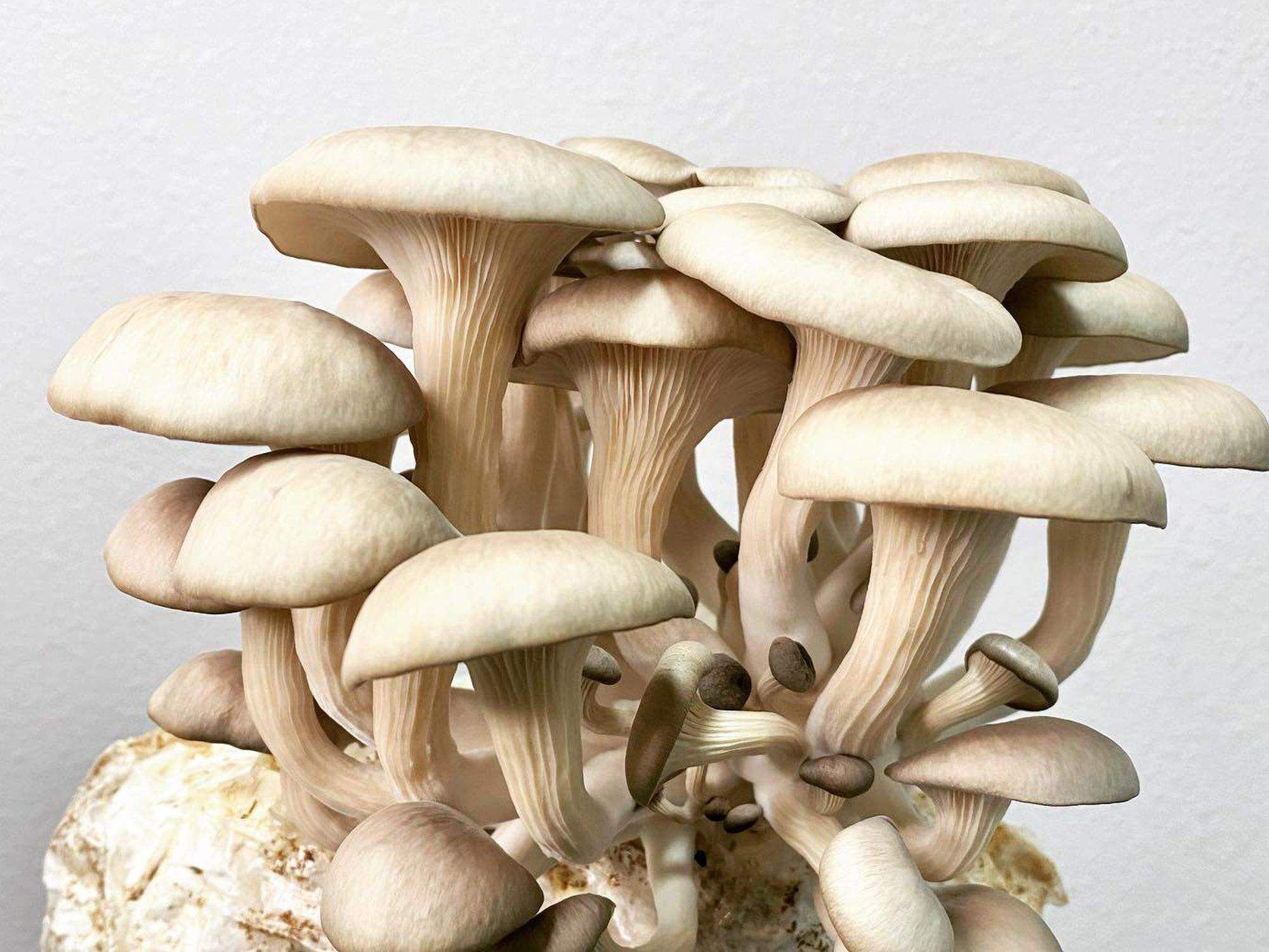 Mushroom Street Farms