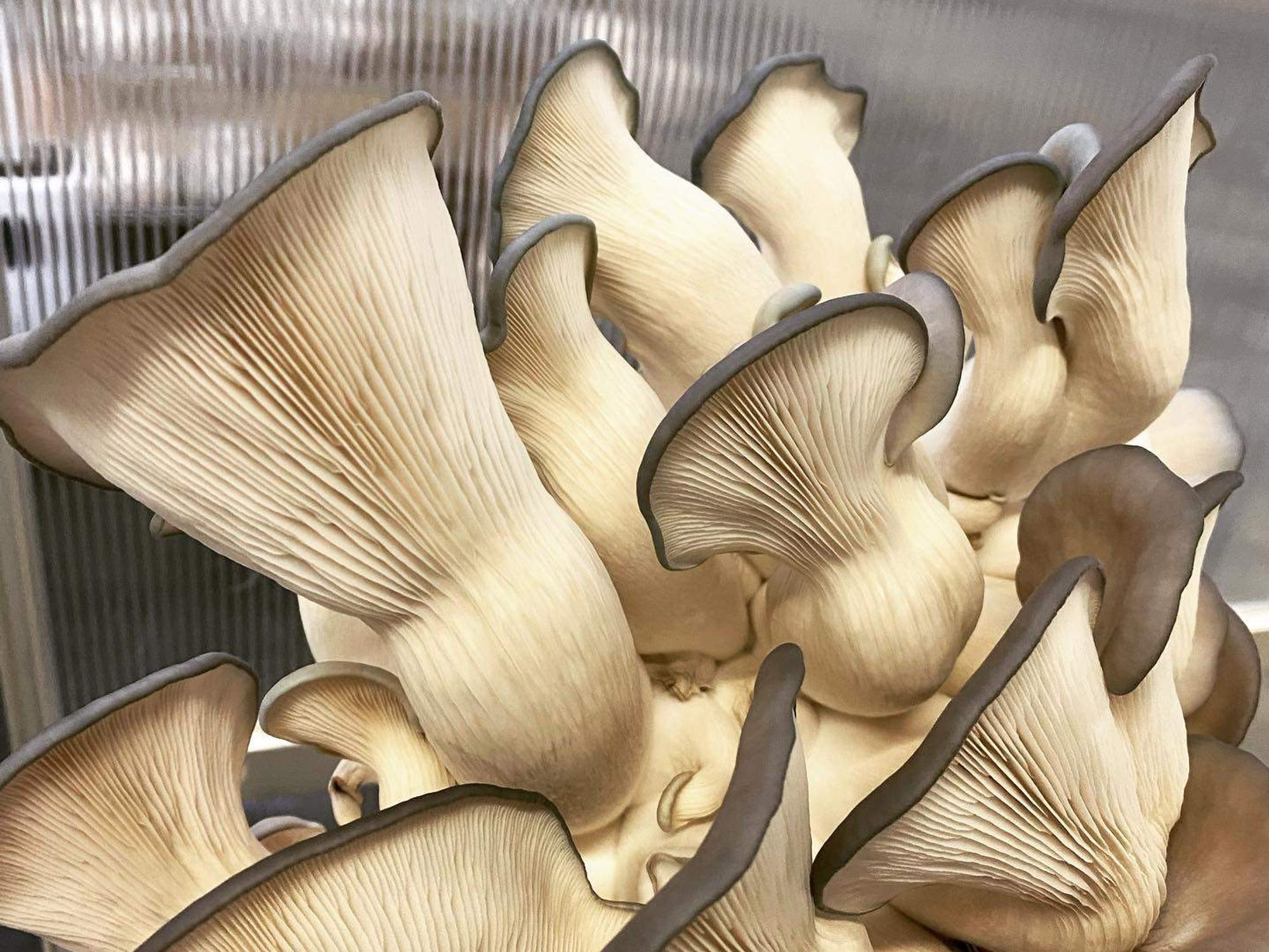 Mushroom Street Farms