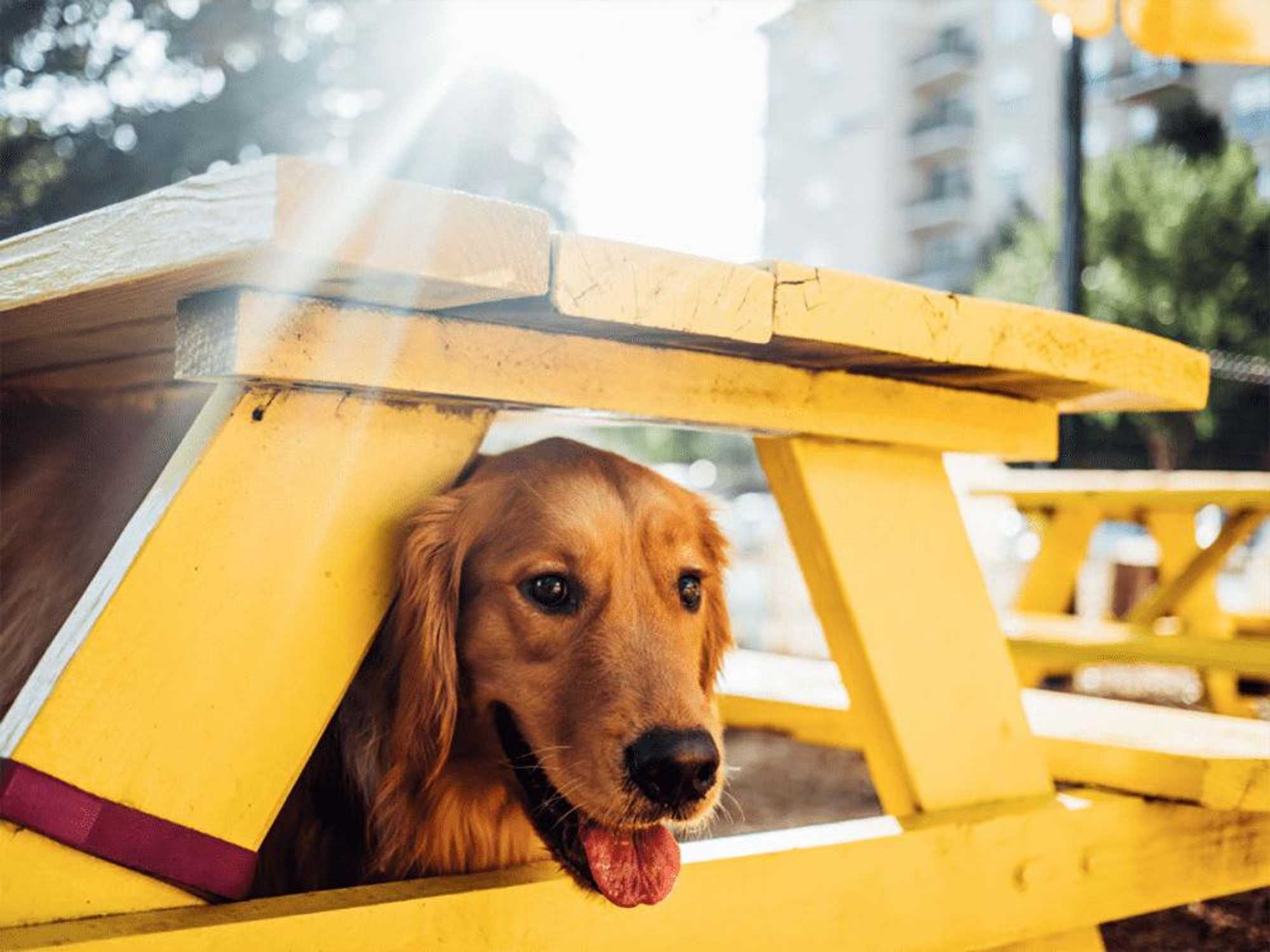 MUTTS Canine Cantina presents Garth Stein