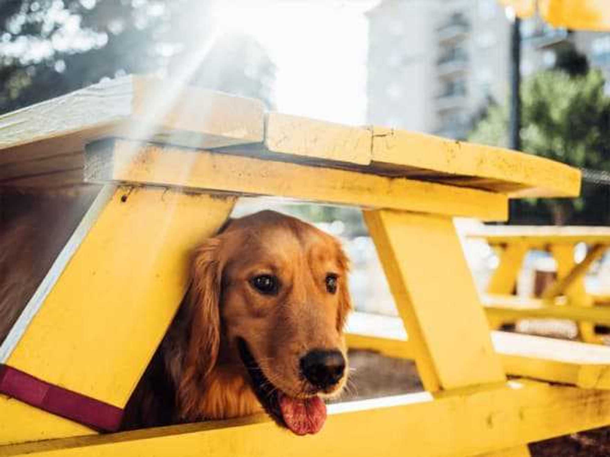 MUTTS Canine Cantina presents Garth Stein