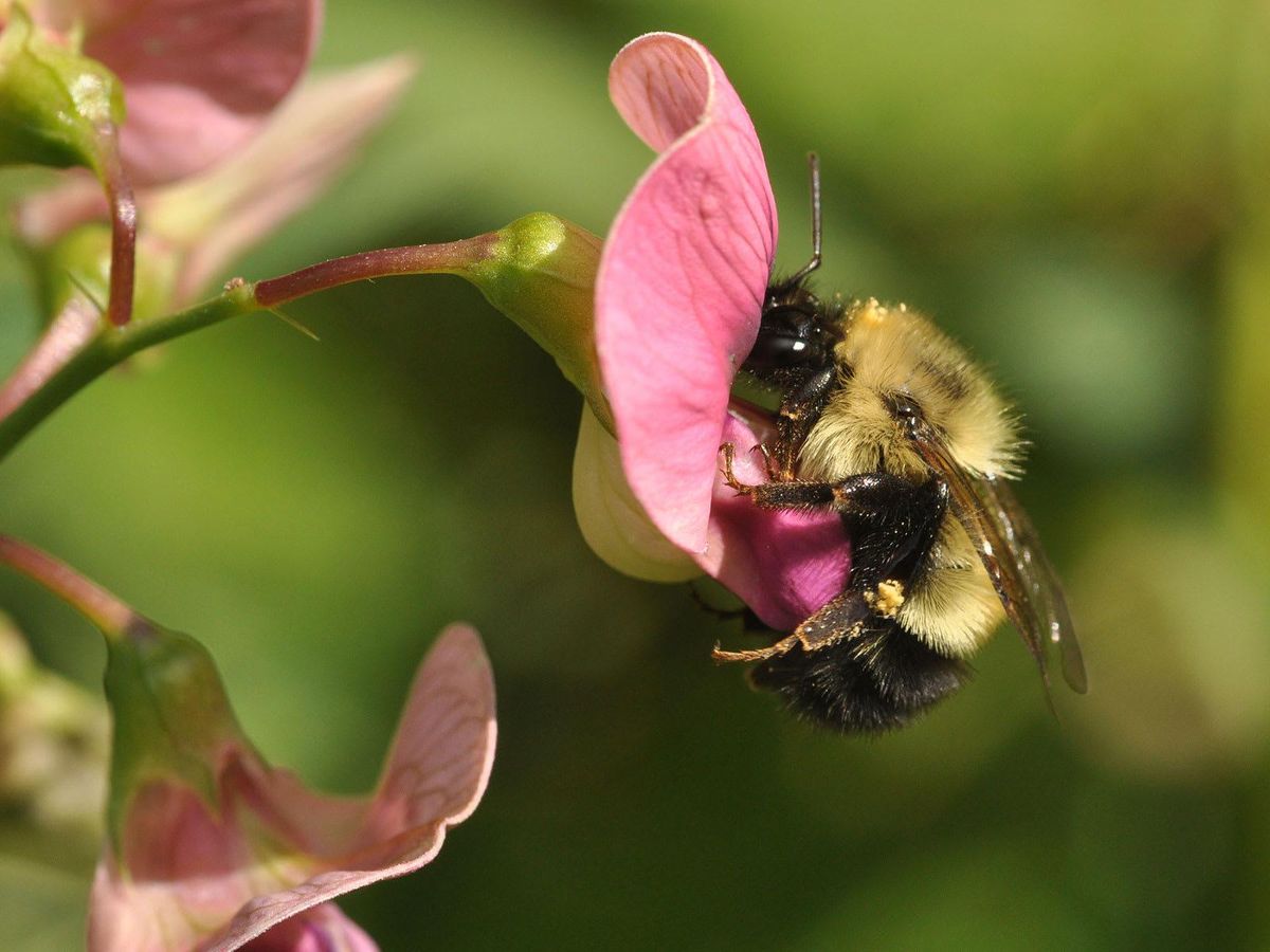 Native North American solitary bees resemble their European cousins ...