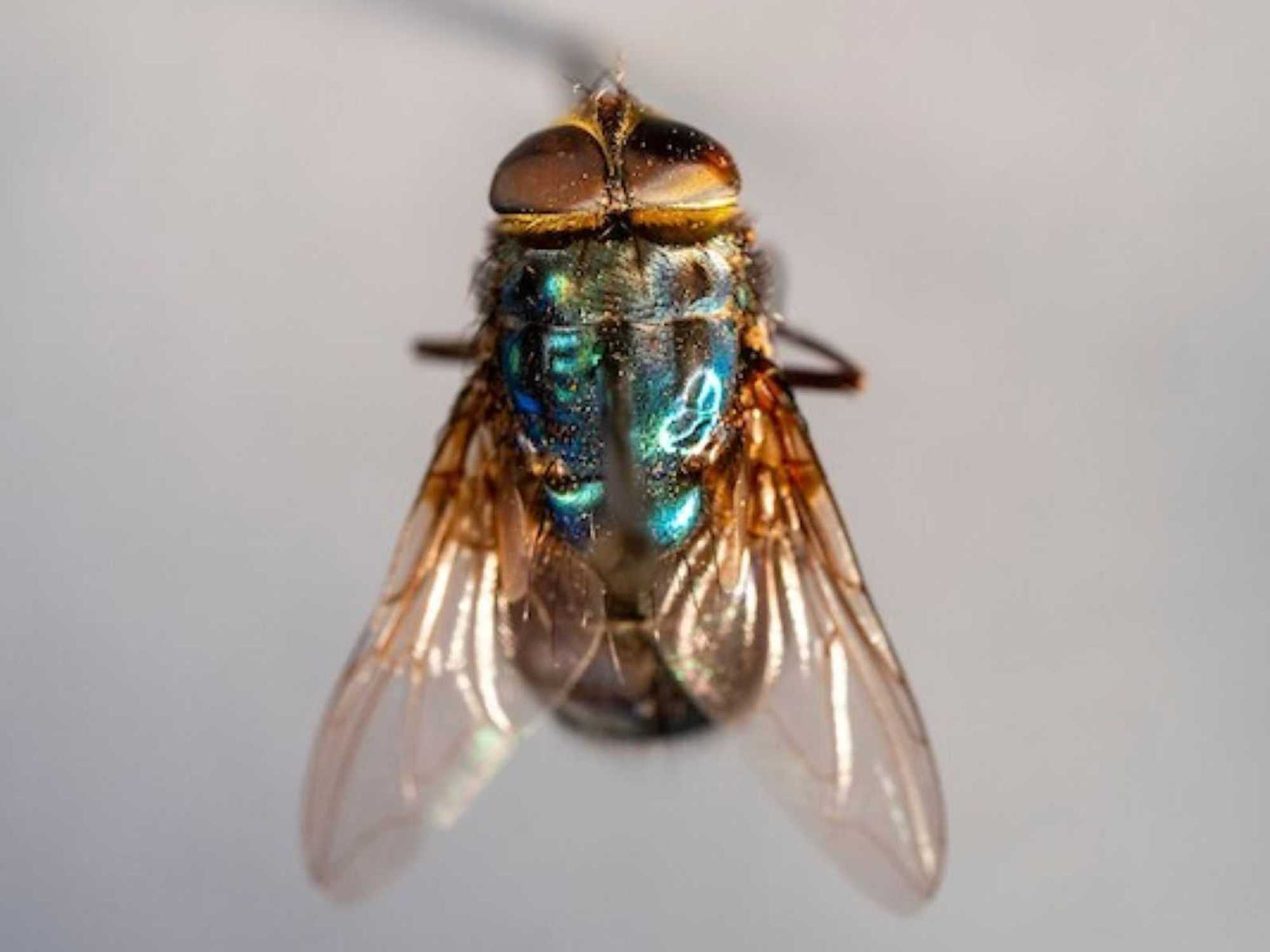 New screw worm fly