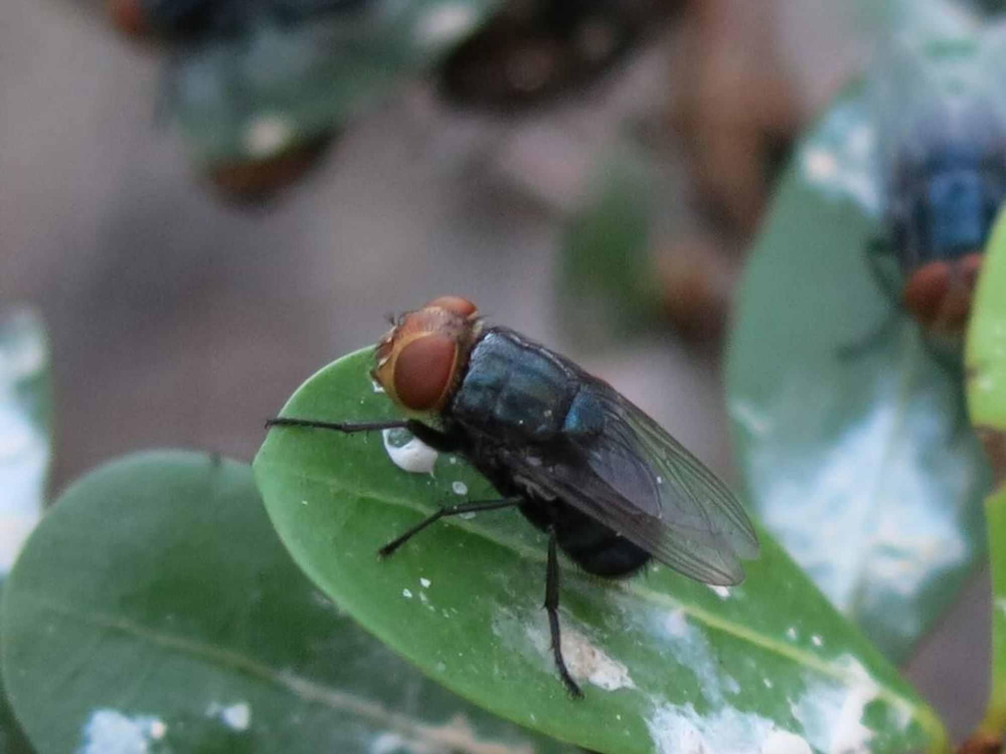 New World Screwworm (NWS) fly