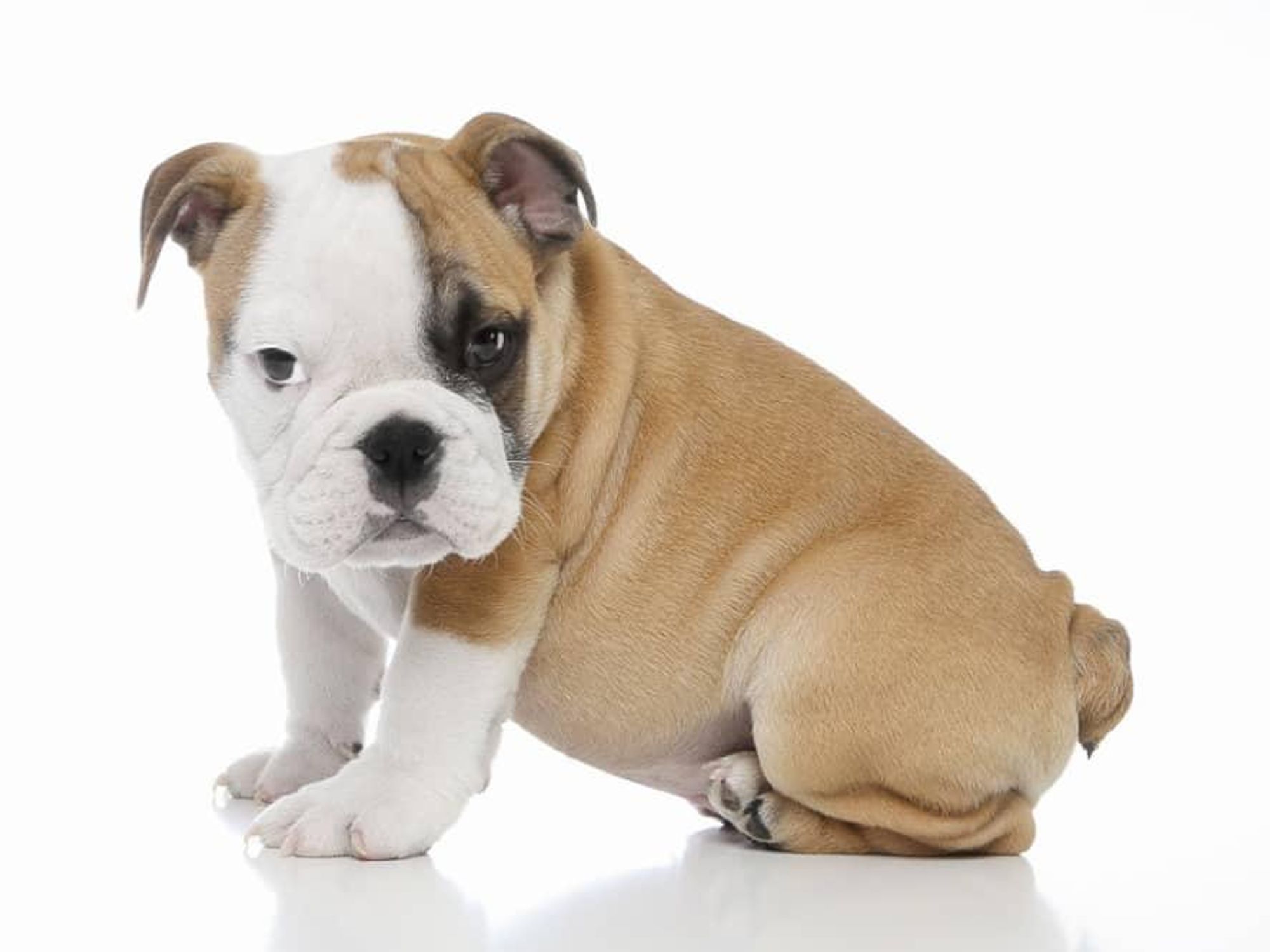 News_bulldog_puppy_stolen