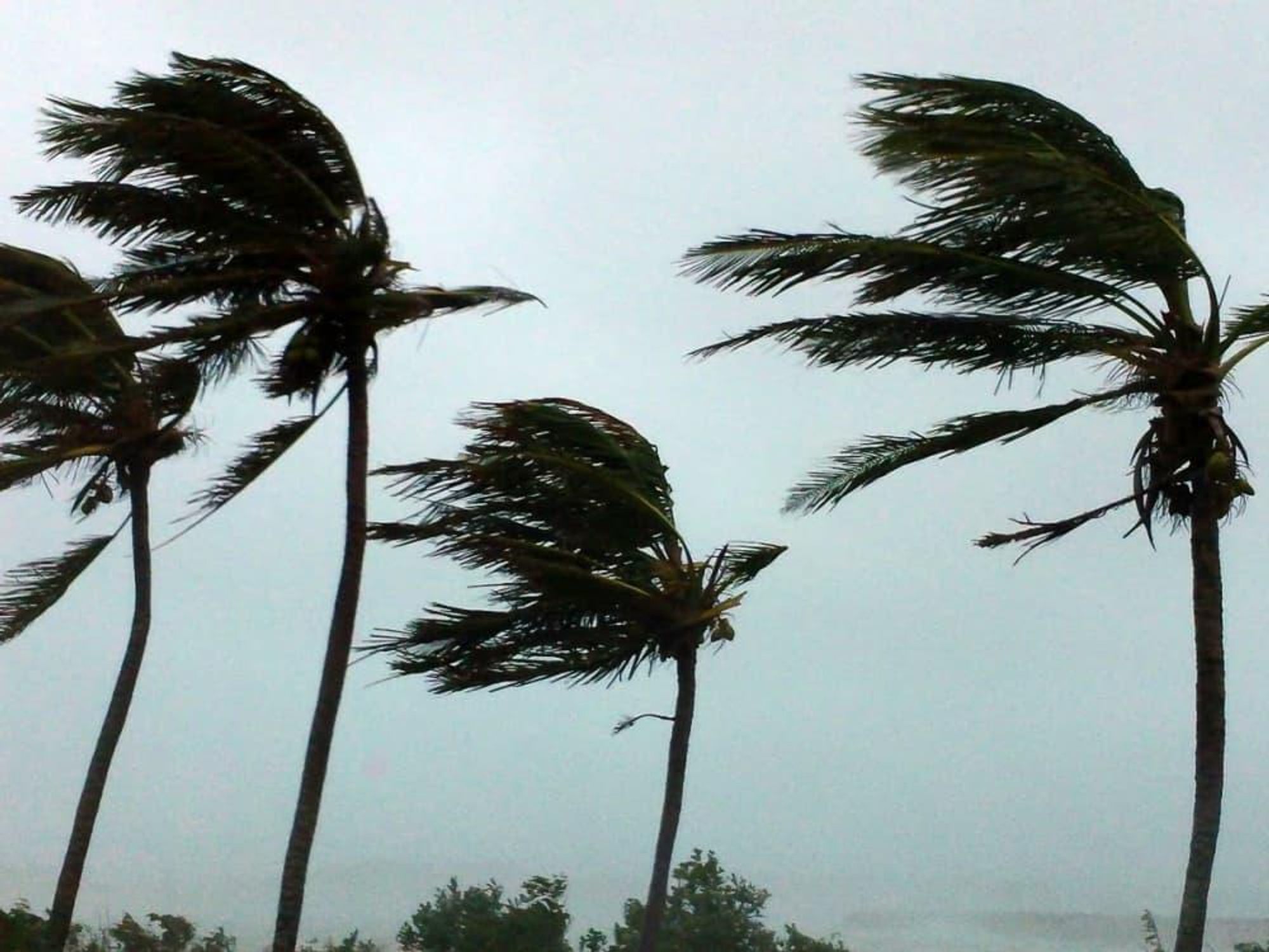 News_hurricane_palm trees_wind