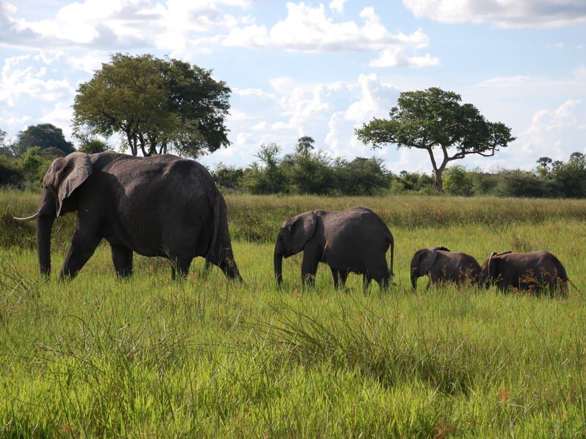 News_Lauren Levicki_Africa_elephant train