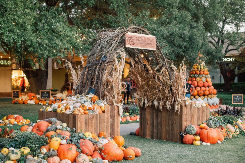 NorthPark Pumpkin Patch