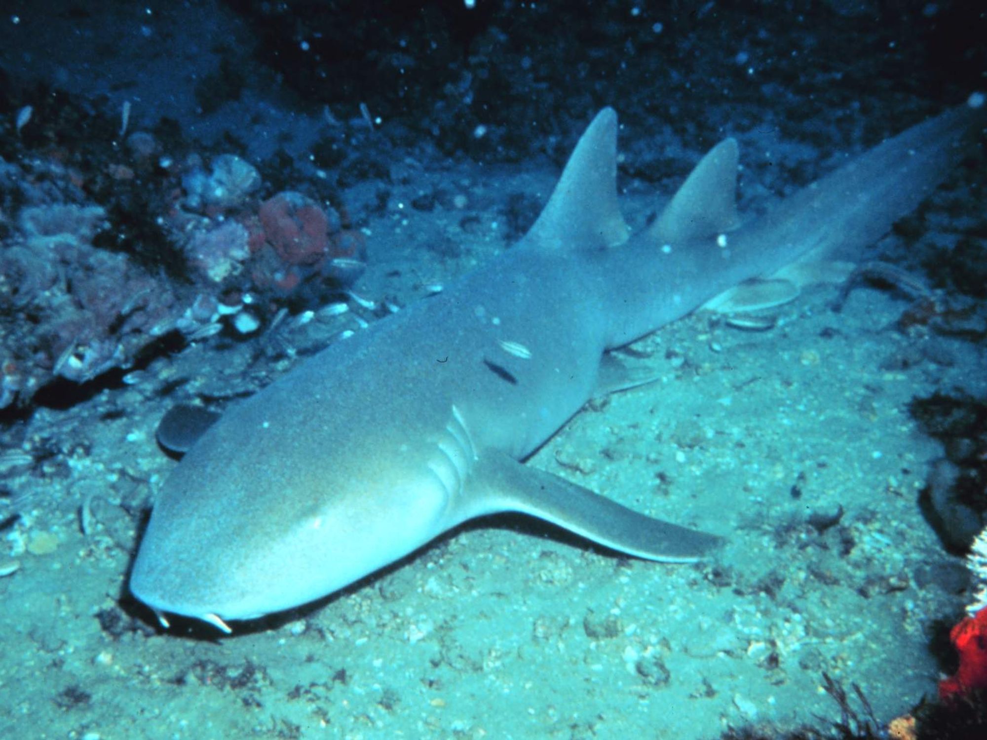 Nurse Shark