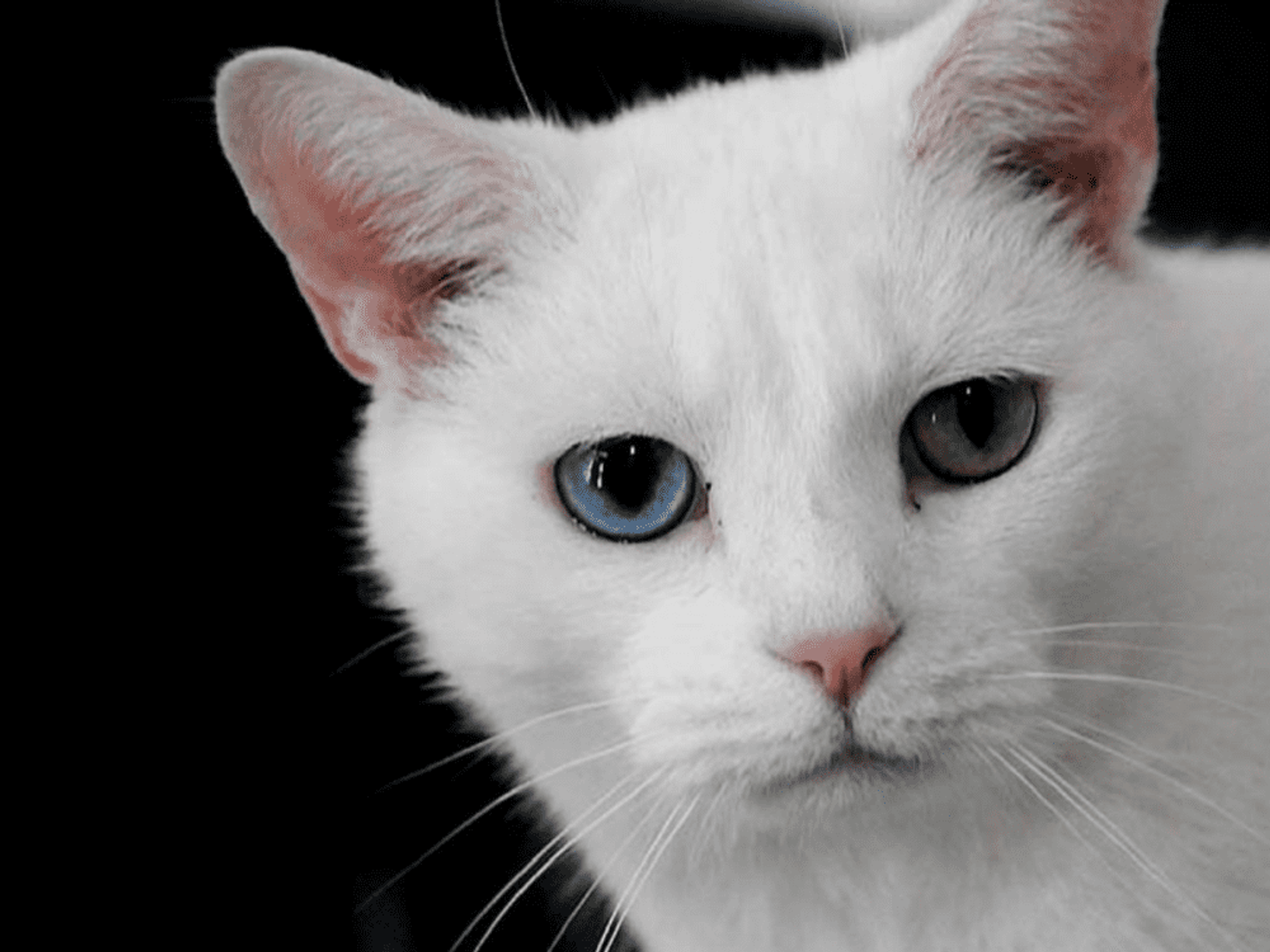 NY Cat Film Festival