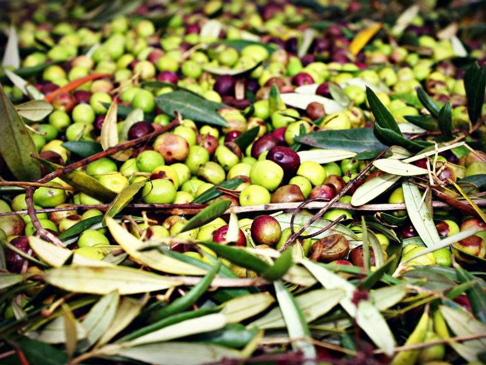 Olives for olive oil