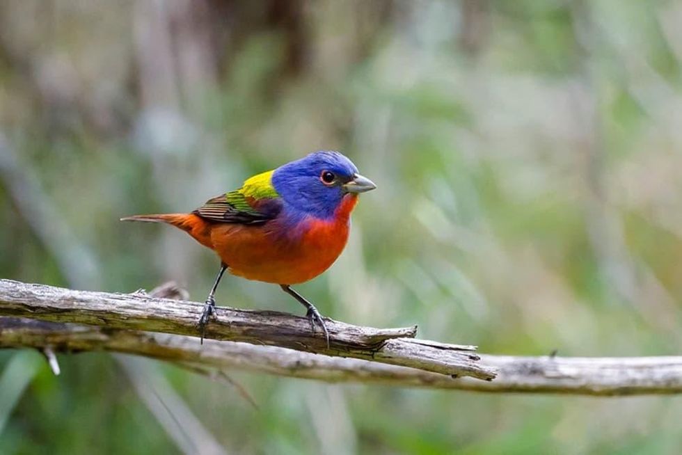 Beautiful painted buntings are among the many bird species that call