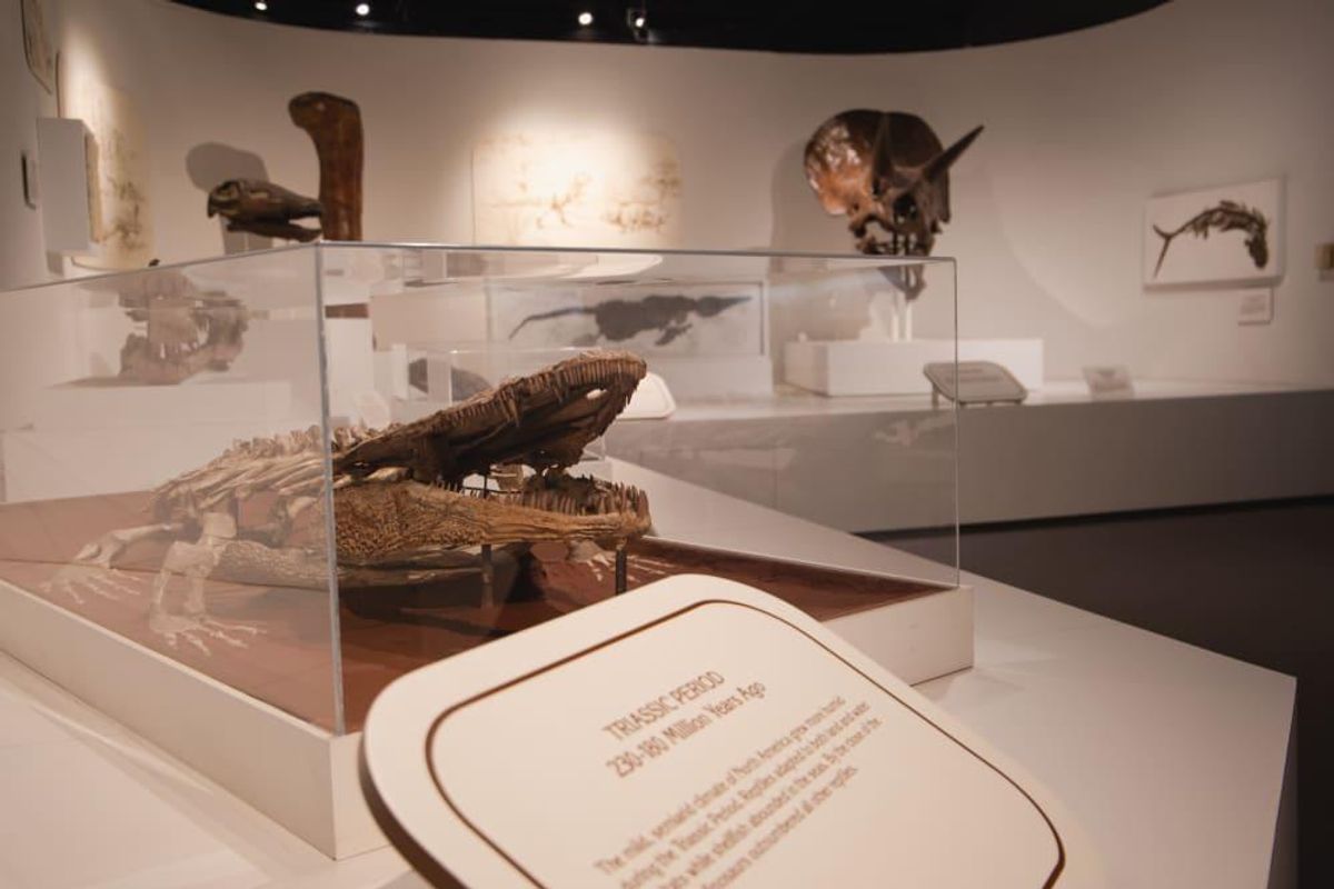 Paleontology exhibits show off fossil remains. CultureMap Dallas