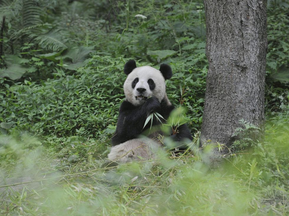 Pandas: The Journey Home by National Geographic