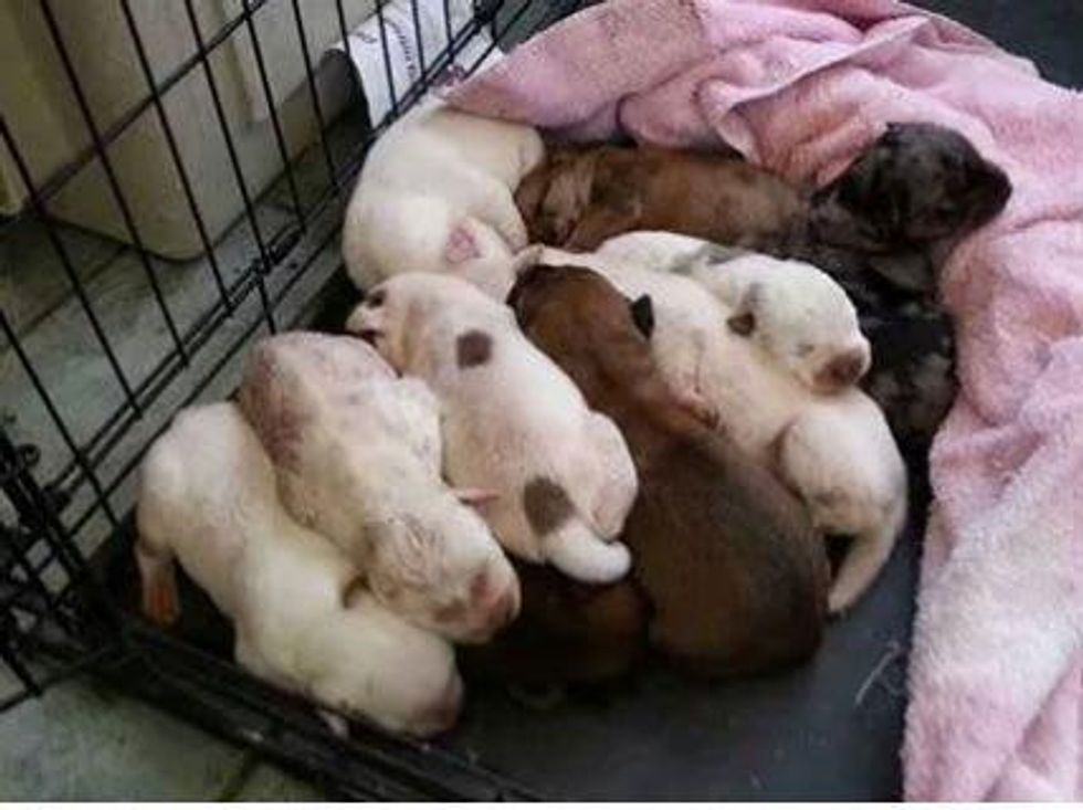 Parker County puppies