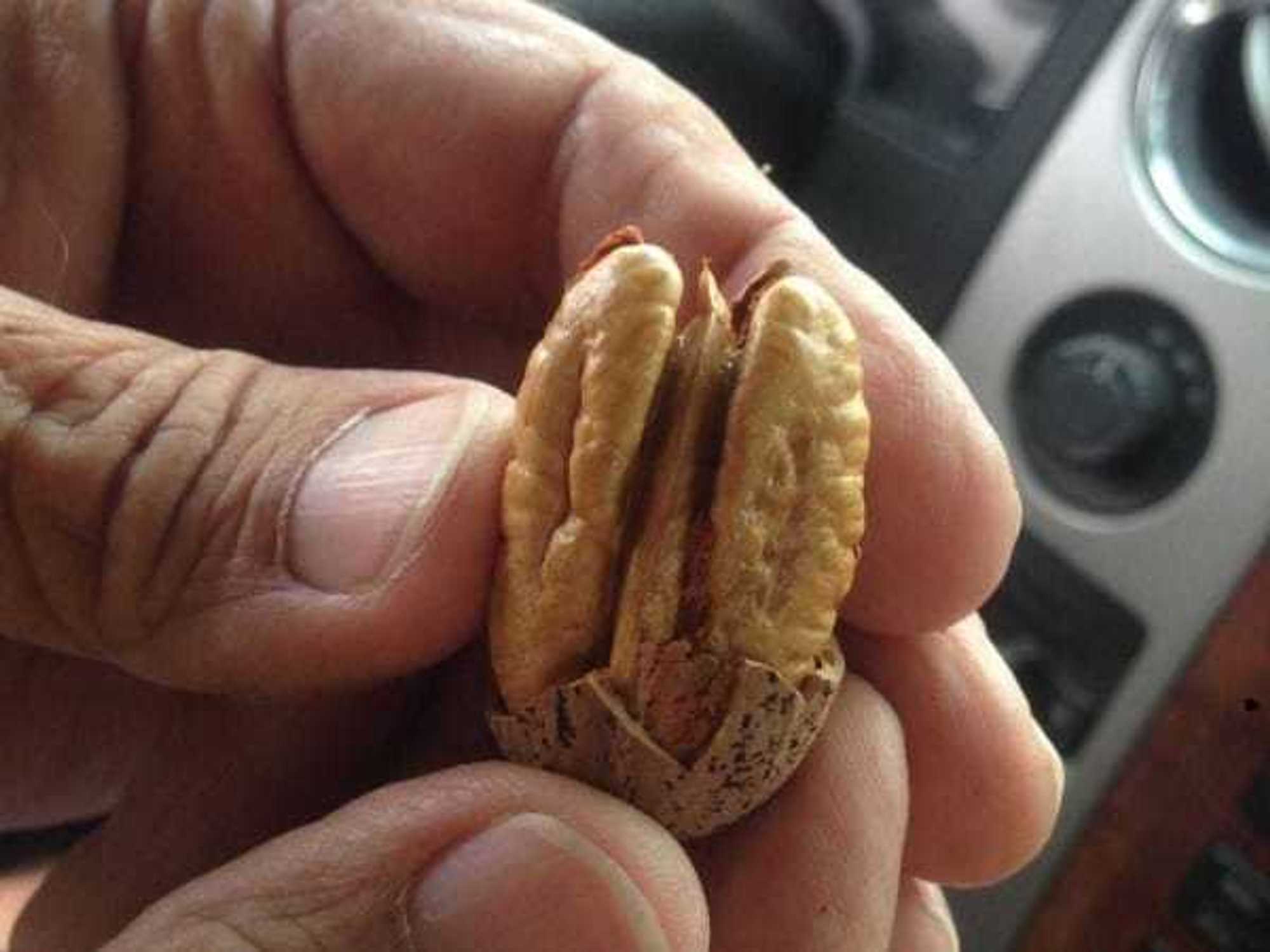 Pecan