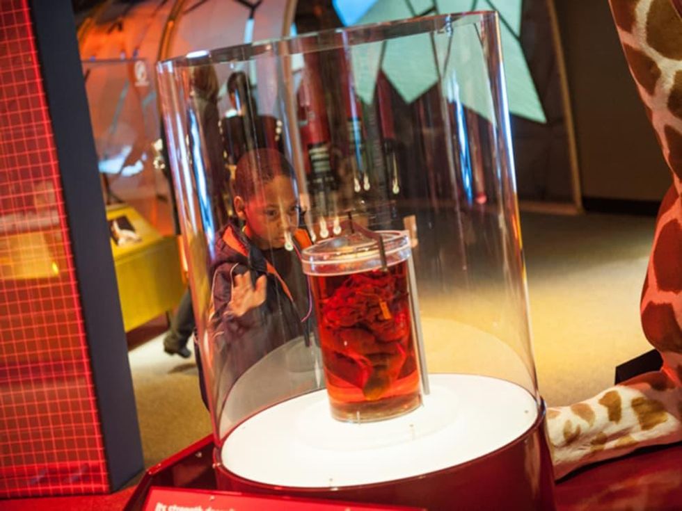 Perot Museum of Nature and Science Presents Amazing Animals Built to Survive