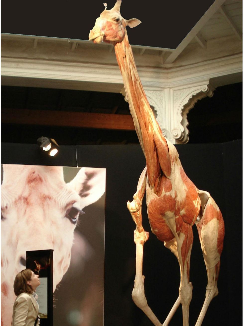 Perot Museum of Nature and Science presents Animal Inside Out